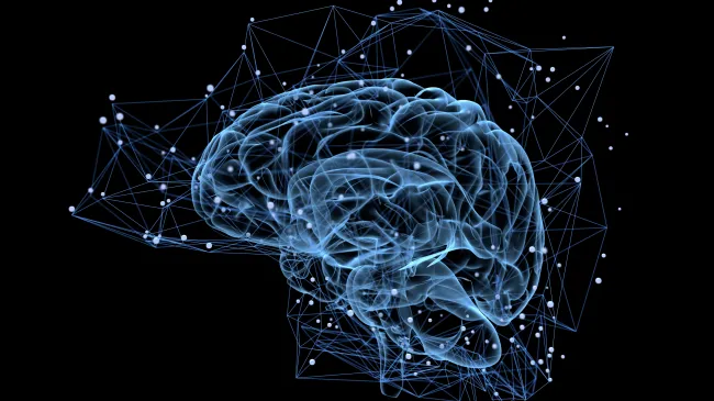 blue brain diagram